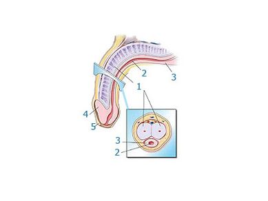 jinsiy olat tuzilishi