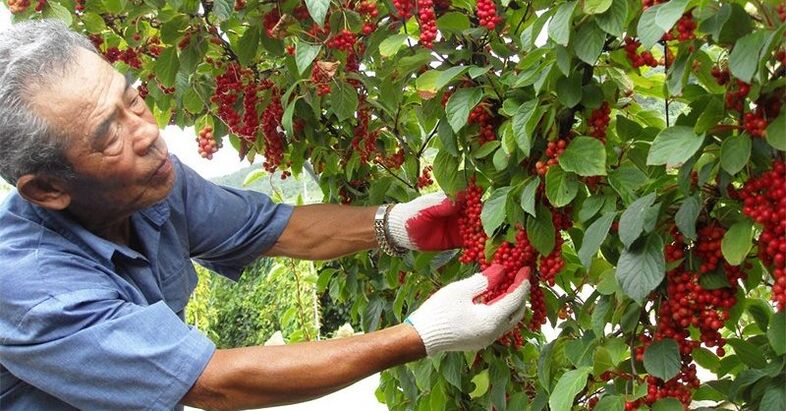 Potentsiallikni oshirish uchun xitoycha limonrass